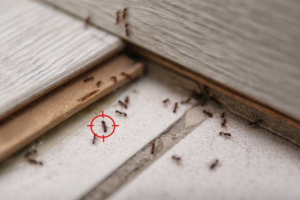 Best Commercial Pest Control Services  in Ionia, MI