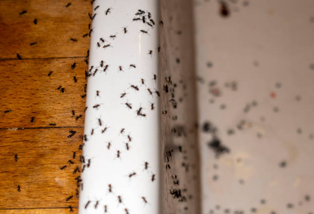 Best Affordable Pest Control Services  in Ionia, MI